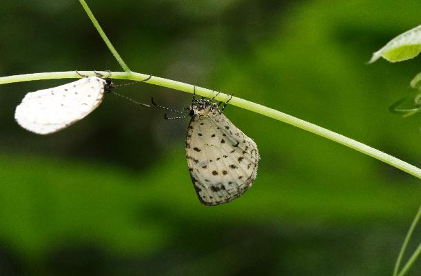 Teriomima subpunctata female UNS 2